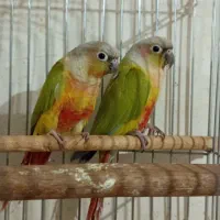 جفت گرینچیک دایلوت