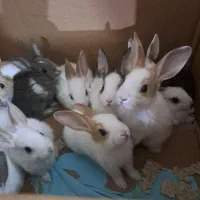 بچه خرگوش|موش و خرگوش|ایلام, |دیوار