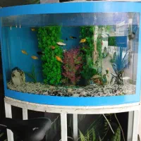 آکواریوم بزرگ|ماهی|گرگان, |دیوار