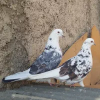 کبوترای اصیل قیمت تومتن نوشتم بخانید|پرنده|هشتگرد, ینگی امام|دیوار