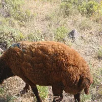 توخلی دامازدیخ نر یه ماه مونده یه ساله بشن|حیوانات مزرعه|هیر, |دیوار