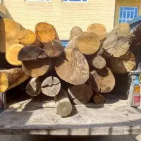 قطع و هرس درخت و خرید چوب