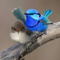 دعای تضمینی