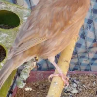 قناری شتری ماده|پرنده|شیبکوه (فارس), |دیوار