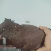 سرخ دم سفید ماده