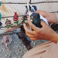 کبوترسینه سیاه|پرنده|ایرانشهر, |دیوار