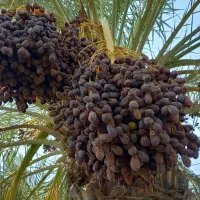 اجاره نخل سعمران