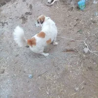 سگ پاکوتاه نرمفت