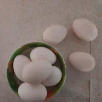 تخم مرغ گلین پنگوئنی