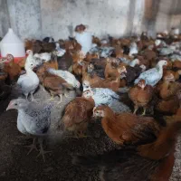 مرغ و خروس ۲ ماهه|حیوانات مزرعه|دابودشت, |دیوار