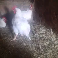 مرغ گوشتی چاق