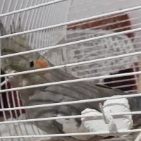 عروس هلندی جفت|پرنده|گیلان غرب, |دیوار