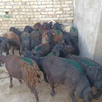 میش قزل افشار جوان