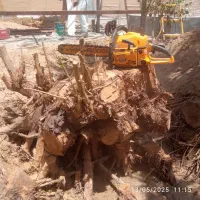 اره بنزینی اجاره قطع و ریز کردن درختان درمحل پیکور