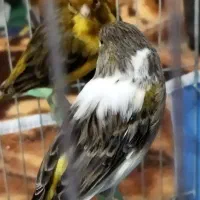 قناری|پرنده|ملکان, |دیوار