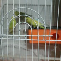 ۴ عدد مرغ عشق (۲ جفت) با قفس|پرنده|فردیس, شهرک وحدت|دیوار