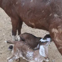 بز جوان و شیری|حیوانات مزرعه|جناح, |دیوار