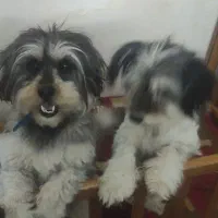 واگذاری 3 قلاده سگ شیتزو|سگ|تبریز, |دیوار