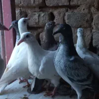 ۱۲ عدد جوجه آلمانی هیچ پر بوم ندیده