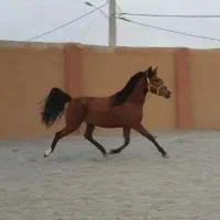 مادیان دره شوری شجره دار مدارک دار تاییدی فدراسیون