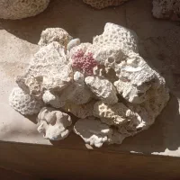 آکواریوم ومتعلقات|ماهی|صدرا-فارس, فاز ۱|دیوار