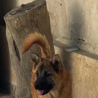 توله ژرمن تربیت شده ماده|سگ|تهران, سعیدآباد|دیوار