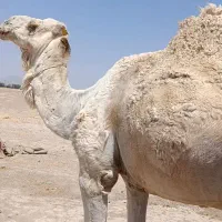 شتر فروشی