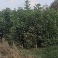 نهال دخترگردوبا بهترین جنس