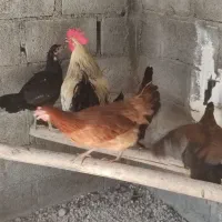 خروس و مرغ تخم گذار