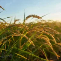 فروش برنج درجه ۱ کامفیروزی به قیمت عمده|خوردنی و آشامیدنی|شیراز, شهرک سراج‎|دیوار