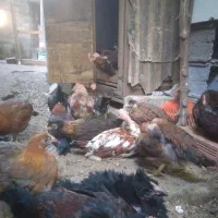 فروش جوجه نیمچه ی گردن لختی