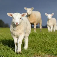 گوسفند . بز و بره