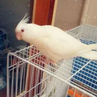 عروس هلندی البینو واهویی دستی