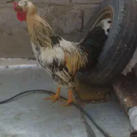 یک عدد خروس جوان فروشی