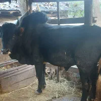 ورزا محلی هم داشتی هم گوشتی کم سن|حیوانات مزرعه|رشت, لاکان|دیوار