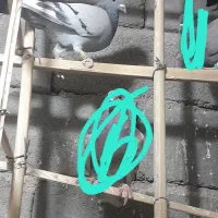 برق کفتر|پرنده|بم, |دیوار