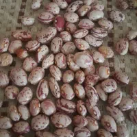 لوبیا چیتی وگندم