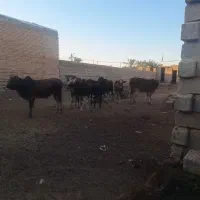 8عدد گوساله نر چاق شادگان