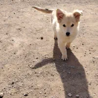 سگ پاپی|سگ|تربت‌حیدریه, باغ سلطانی|دیوار