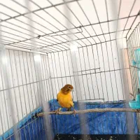 قناری ابلغ لاکی نر|پرنده|شیراز, کوشک میدان|دیوار