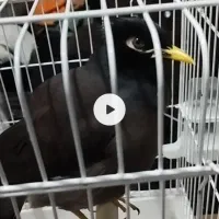 مرغ مینا حاضر جواب