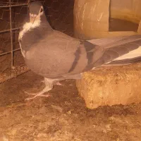 کفتر|پرنده|اصفهان, باتون|دیوار