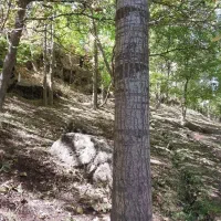 فروش درخت چنار