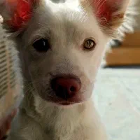 واگذاری سگ اشپیتز پامر