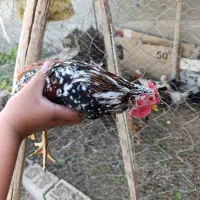 خروس گلین