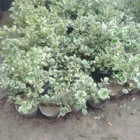 انواع گل و گیاه اپارتمانی