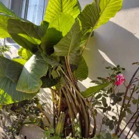 بابا ادم|گل و گیاه طبیعی|واجارگاه, |دیوار