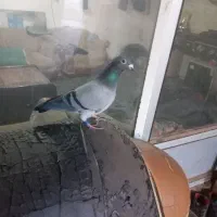 کبوتر|حیوانات|اردبیل, |دیوار