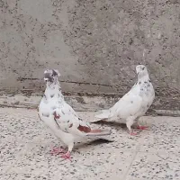 کفتر پرشی