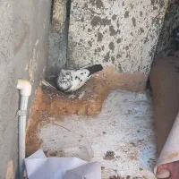 کبوتر گم کردم جوجه تخم دارن